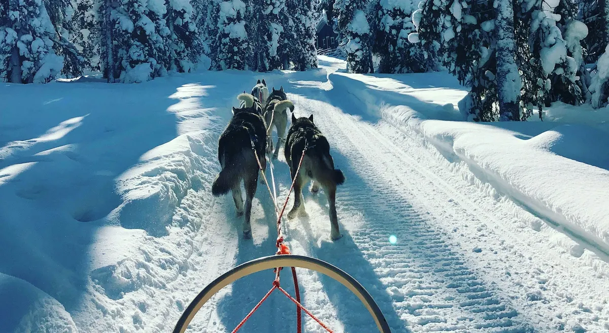 Trineo de huskies en un bosque nevado de Laponia